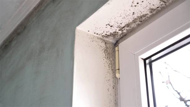 Best Attic Mold Removal  in North Royalton, OH