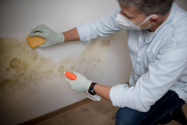 North Royalton, OH Mold Removal Company