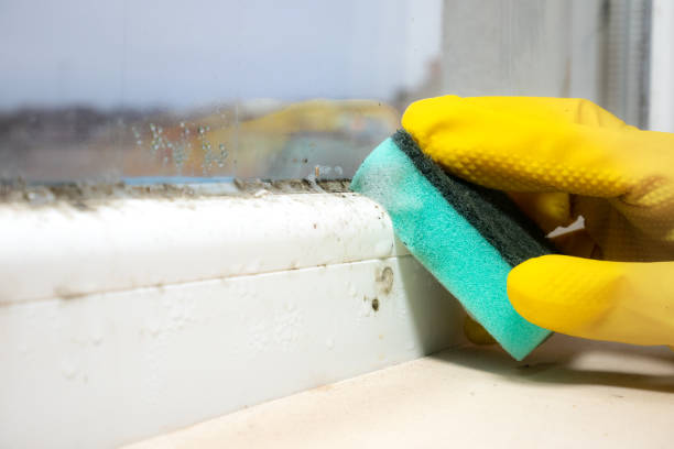 Best Certified Mold Removal  in North Royalton, OH