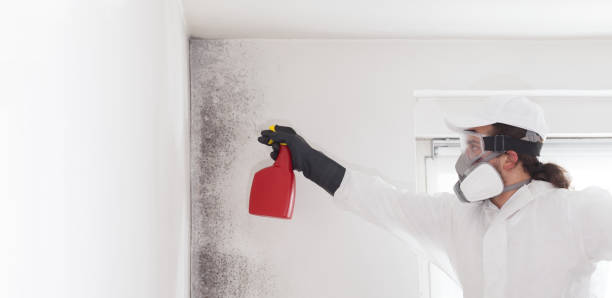 Best Mold Cleaning Services  in North Royalton, OH