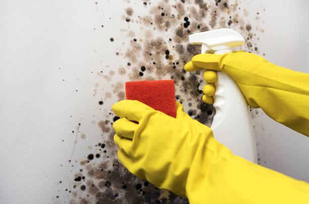 Best Local Mold Removal Service  in North Royalton, OH